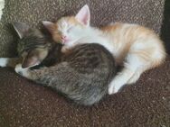 Katzenbabys Kitten suchen ♡ Zuhause - Villmar (Marktflecken)