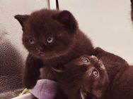 Wunderschöne BKH Kitten zu verkaufen - Münchsmünster