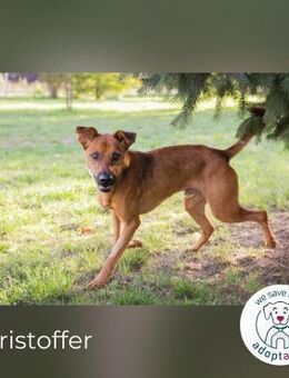 Christoffer: Energiebündel mit großem He - Kirchzell