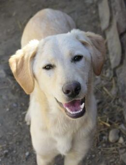 Olina hübsche kluge Junghündin - Kallmünz