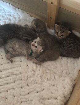 Bkh kitten babys - Rheine Zentrum