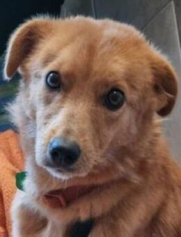 MEGGY sucht Körbchen - Gefrees