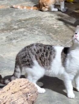 Freundliche, sanfte Katze Praga - Karlsruhe