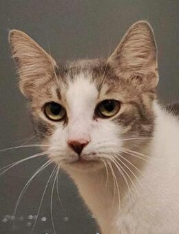 Verschmuster Kater Karl - Augsburg