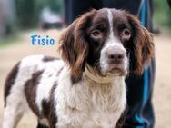 Fisio menschenbezogener Spaniel 11/20 - Ruppertsecken