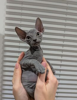 Sphynx Kitten Coco - Fritzlar