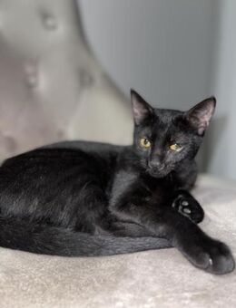 Kona aus dem Tierschutz - Grevenbroich