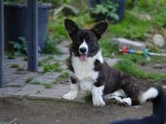 Welsh Corgi Cardigan Rüde - Goch