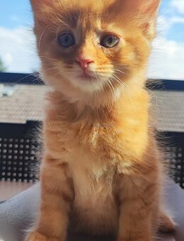 Maincoon -Kitten suchen ein neues Zuhause - Mühldorf (Inn) Zentrum