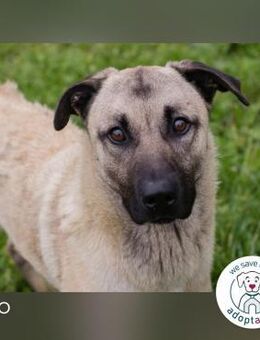 Vito: Junghund sucht ein Zuhause - Kirchzell