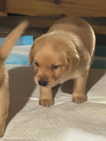 Labrador Welpen - Südbrookmerland