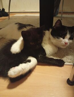 Katzenbaby Kitten Mädchen - Stolberg (Rheinland, Kupferstadt)