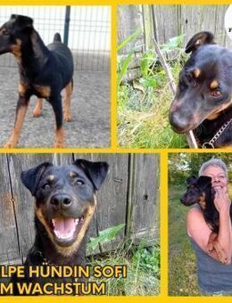 Welpe Sofi sucht ihre Familie - Margetshöchheim
