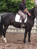 SW-Wallach "Balder" in 99628
