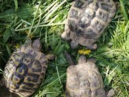 1,2 adulte griechische Landschildkröten - Rangendingen