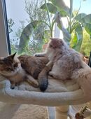 Britisch Kurzhaar und Langhaar Katze 5 Monate alt abzugeben in 68535