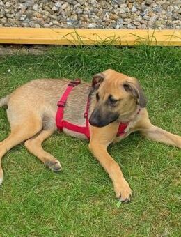 Thorin sucht ein Zuhause - Bochum
