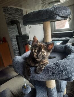 Verkaufe babykatze, katzenbabys (Mädchen) - Oberkochen