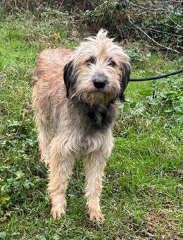 WAFFLE 😍 ein allerliebster Strubbelhund - Mylau