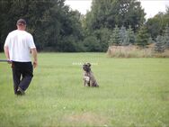 Trainingsmöglichkeit / Hundeplatz gesucht - Lehre