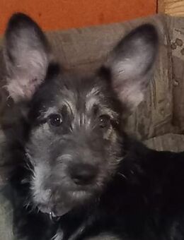 FLOWER - aus dem Wasser gefischt - Seggebruch