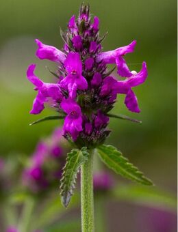 Samen HEIL-ZIEST (Stachys officinalis) heimische Wildstaude Naturgarten - Passau