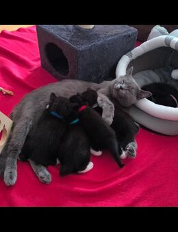 BKH Mix kitten suchen bald ein zu Hause - Gelsenkirchen Bulmke-Hüllen