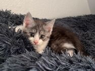 BKH Mischbabykatzen suchen ein liebevolles Zuhause - Linden (Hessen)