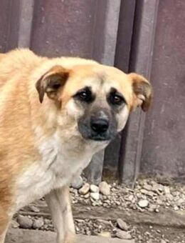 Wer hilft LUZIE aus ihrer Angst? - Neuberg