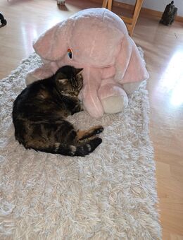 Kater - Reichenburg