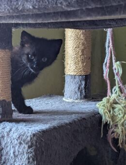 Verk. Katzenbaby Den letzten aus der Reihe ganz schwarz - Duckow