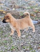 Jack Russell Rauhaar in 79400