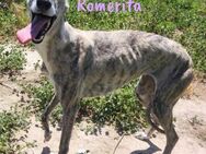 Romerita traumhafte Galga 05/21 ESP - Ruppertsecken