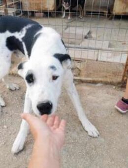 ♡Luke♡ - Bruder von Larry und Louize - Alfeld (Leine)