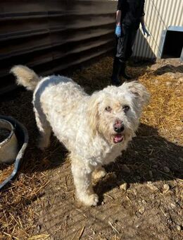 Rudolfine - XL Kuschelbär - Kallmünz