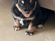 Australian Shepherd(Papa) Goldie Schäferhund( Mama )am 7.4 .2025 wurden die kleinen geboren und sind Anfang Juli abzugeben . - Hofkirchen