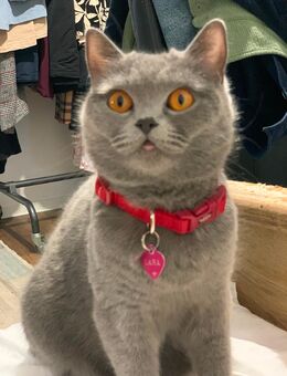 Katze - Hannover Buchholz-Kleefeld