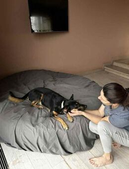 Verschmuste Michelle sucht ihre Familie - Duisburg