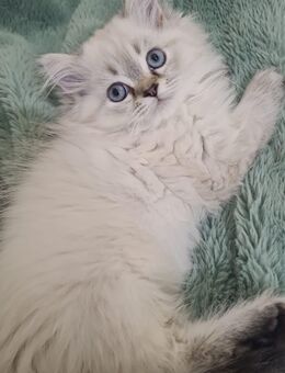 Sonderangebot bis Sonntag Perser Kitten - Hügelsheim