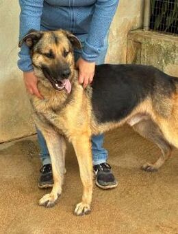 Oreo sucht sein Zuhause - Fronreute