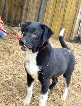 CAMILLO - sucht entspanntes Zuhause ! - Kempen