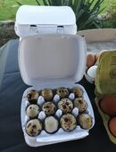Frische Wachteleier,super food in 73469