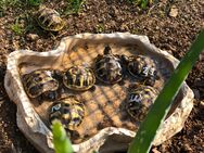 Griechische Landschildkröten 2021 /2022 - Neukirch (Lausitz)