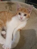 EKH-MIX KITTEN in 25792