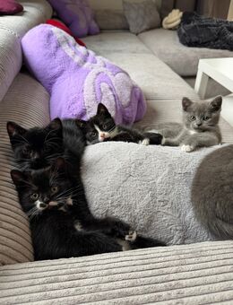 BKH Mix Kitten suchen ein liebevolles Zuhause ! - Celle