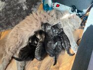 BKH Mix kitten - Beelen