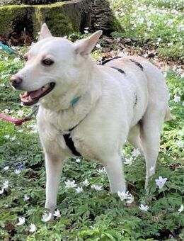 ALBINA - endlich ein ZUHAUSE ?!...... - Kempen