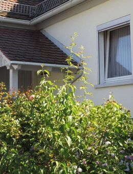 Frei zum 1.8.2025***Gemütliches älteres EFH mit Garage, Nebengebäude und schönem Garten in Eckental - Forth*** - Eckental
