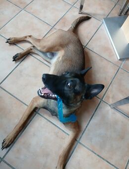 Malinois sucht ein neues zu Hause - Wangerland