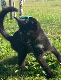 Schwarze Katze sucht liebevolles Zuhause - Ralbitz-Rosenthal